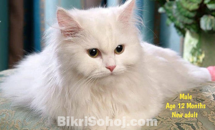 Pure Persian Doll Face Cat